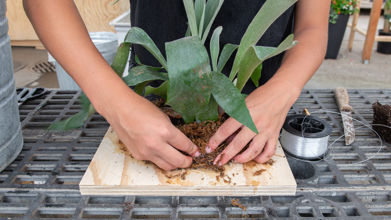 How To Mount A Staghorn Fern To A Board at Edwin Juarez blog