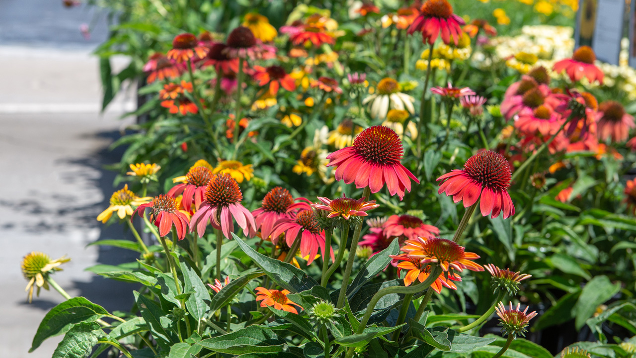 Our Favorite Perennials for Summer Blooms : Mulhall's
