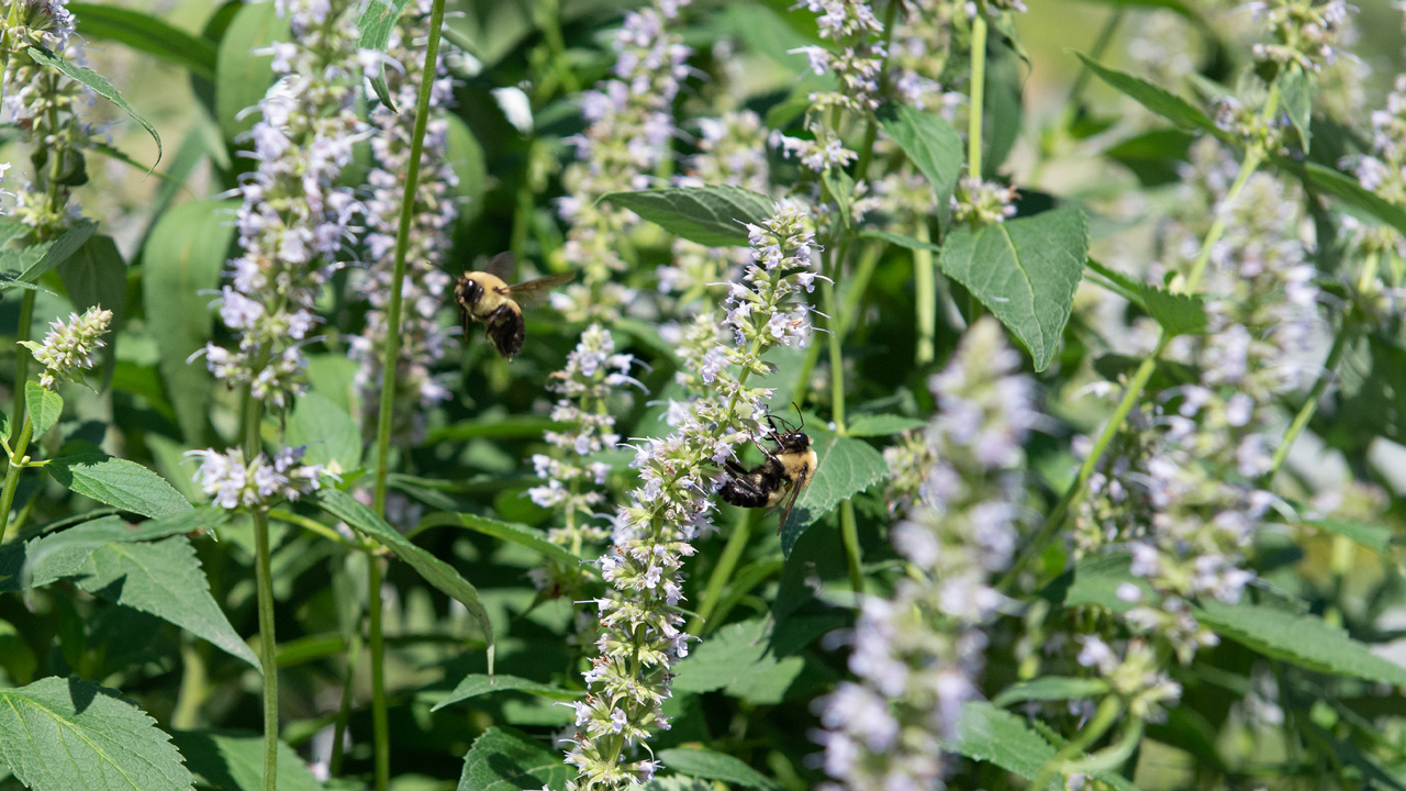 How To Create A Pollinator Habitat Pollinator Garden Mulhalls