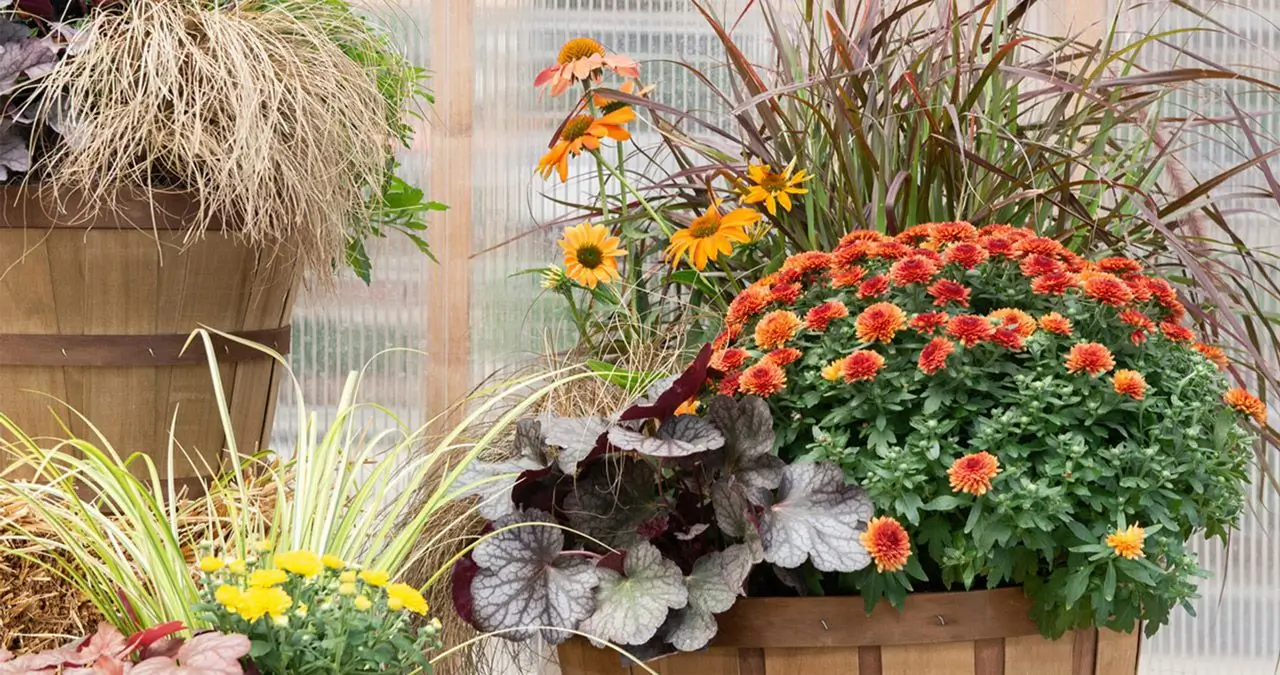 DIY fall Container thumb | Mulhall's