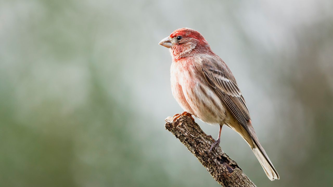 Creating a Bird-Friendly Landscape | Mulhall’s