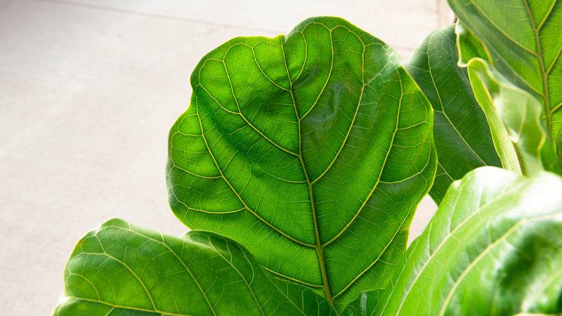 A Closer Look at Fiddle Leaf Fig | Mulhall's