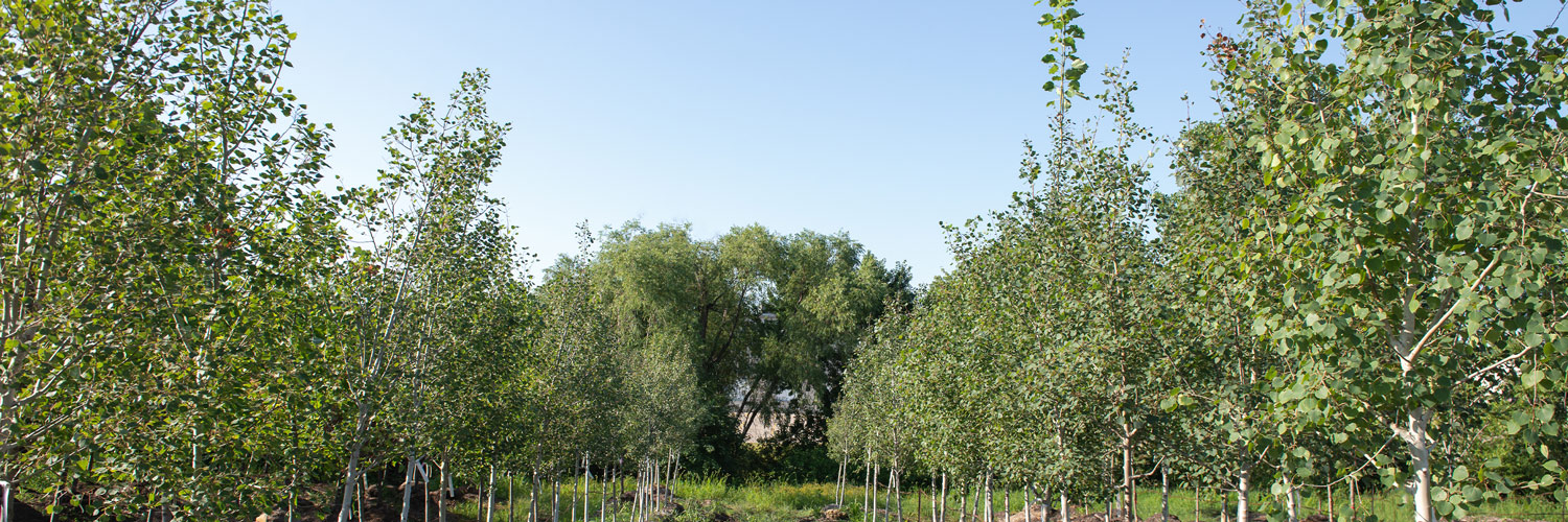 native-trees-for-the-great-plains-mulhall-s