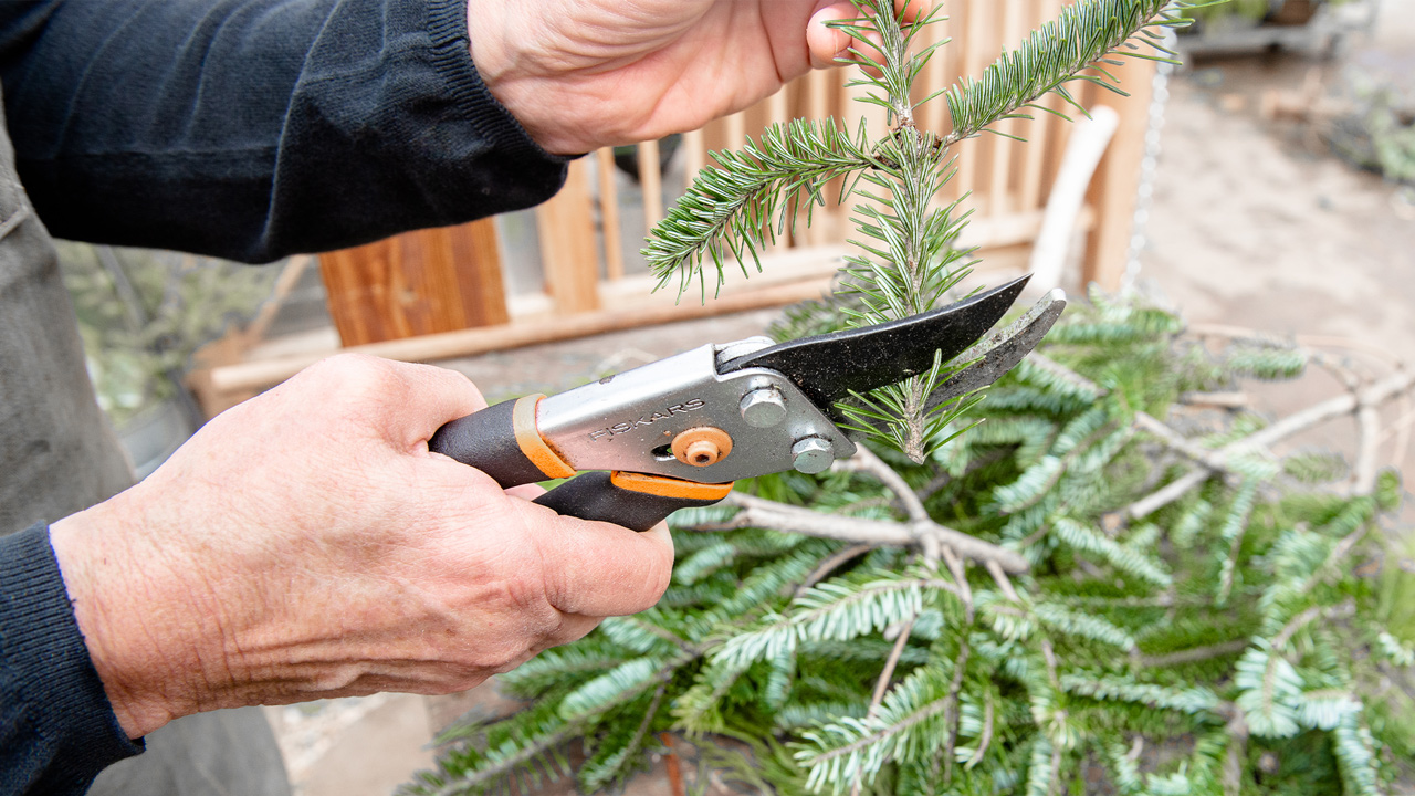 trimming christmas trees to maintain freshness
