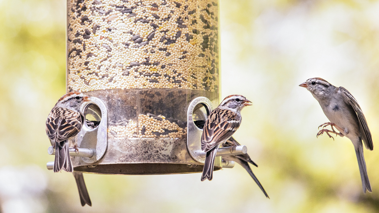 The common birds at bird feeders in Nebraska