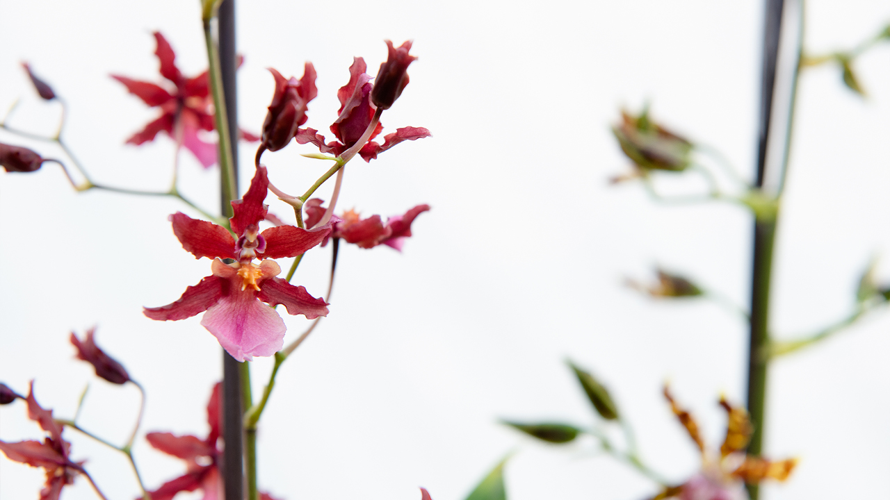 5 Stunning Orchids You Can Grow Mulhall S