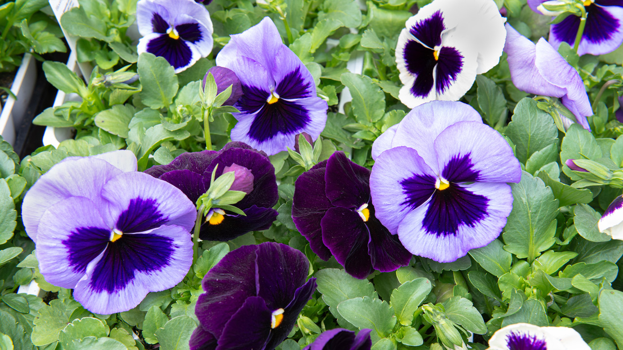 springtime means pansies are here! | pansy flowers | mulhall's