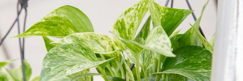 5 Pothos for the Indoor Jungle | Mulhall's