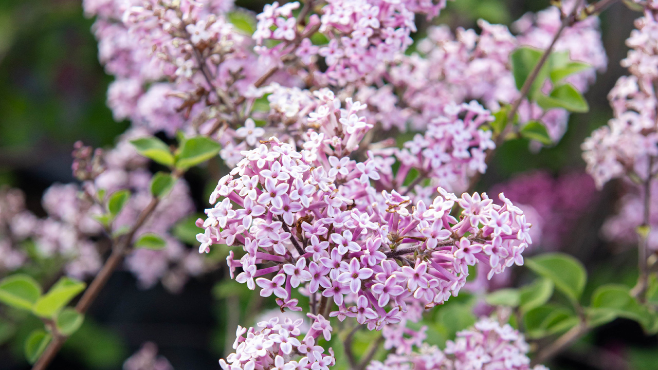 Pretty Lilacs for Small Gardens: Fragrant Blooms in Limited Space