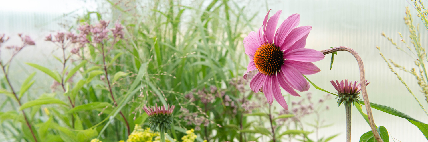 Our Favorite Nebraska Wildflowers for the Garden