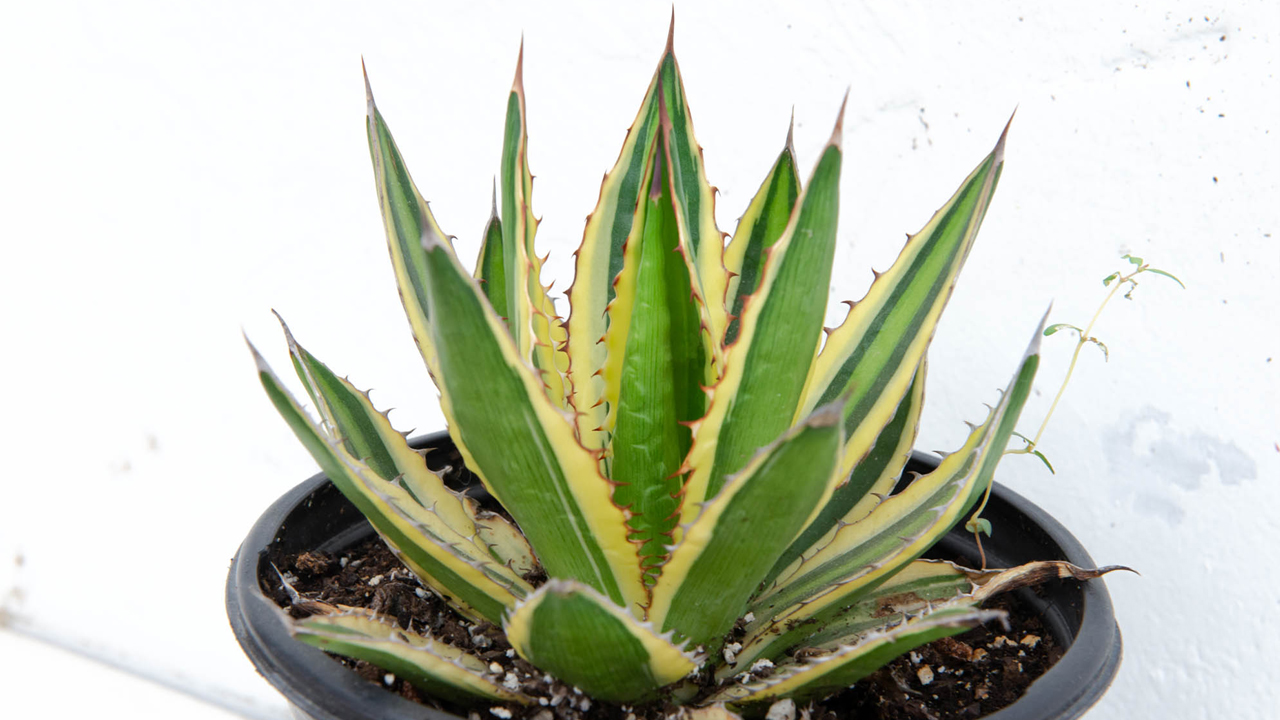 5 Highly Collectable Agaves | Mulhall's