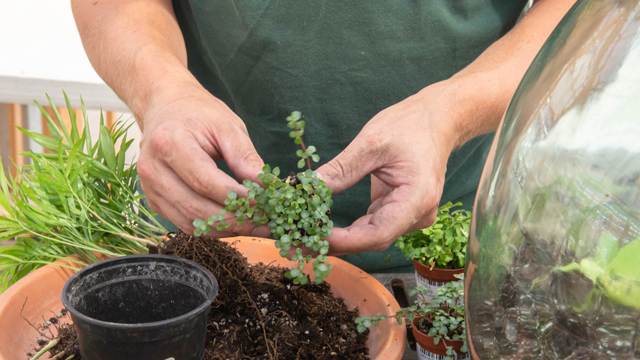 How to Build a Bottle Garden, Bottle Garden Guide