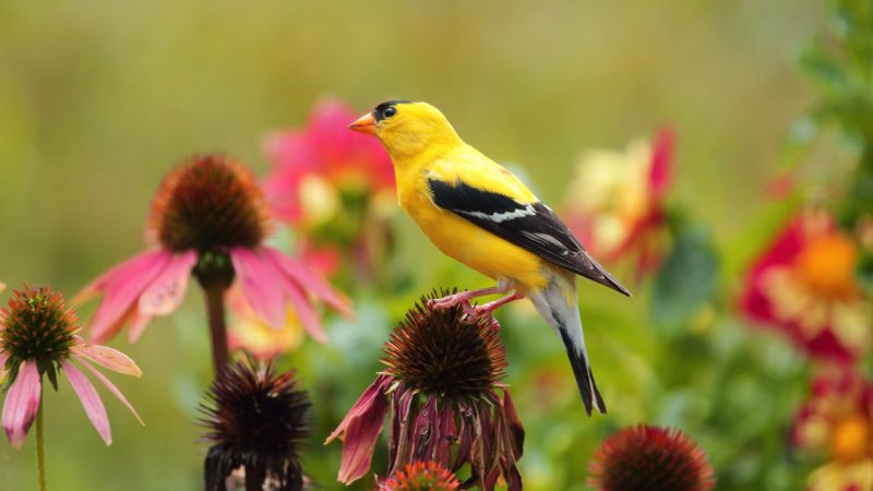7 Valuable Plants for Backyard Birds | Mulhall's