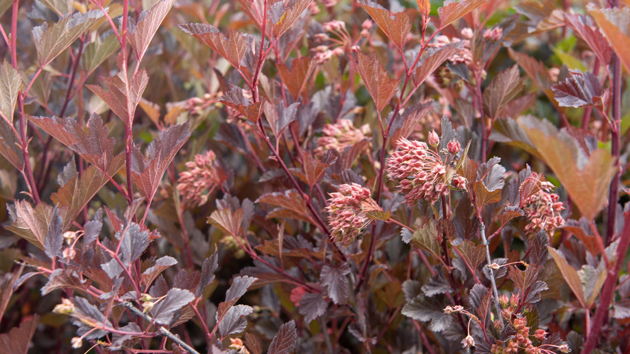 Our Favorite Shrubs For Season Long Color Mulhall S