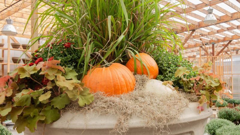 Fall Decorating Tips Pumpkins And Gourds Mulhalls Garden Home