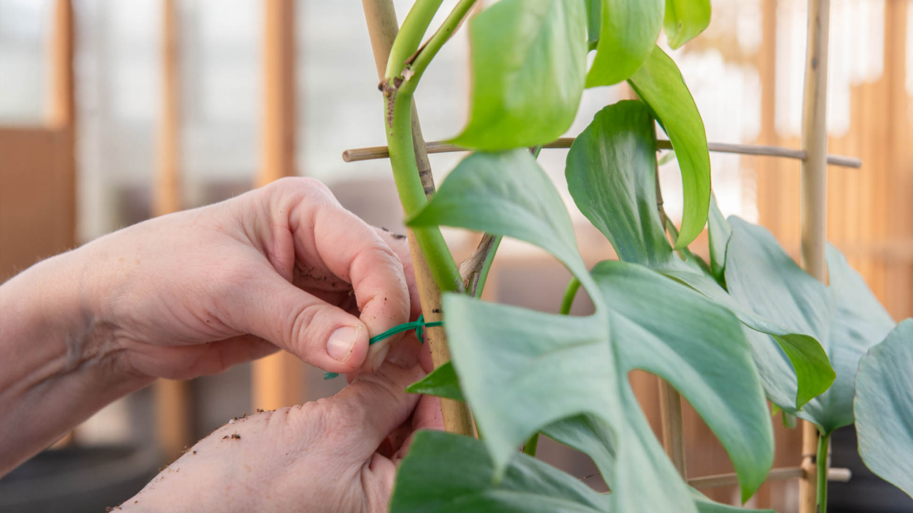 How To Make A DIY Plant Trellis For Pots For Indoor Plants