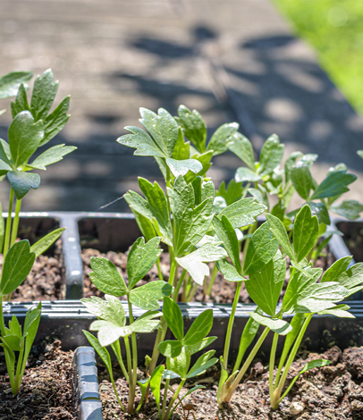 Mulhall's Nursery | Garden Center & Landscaping Services