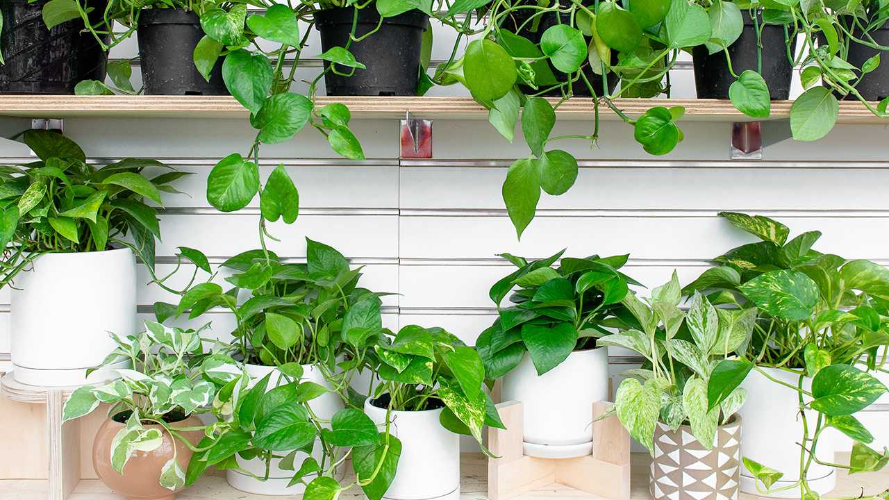 Pothos: The Houseplant Everyone Can Love : Mulhall's