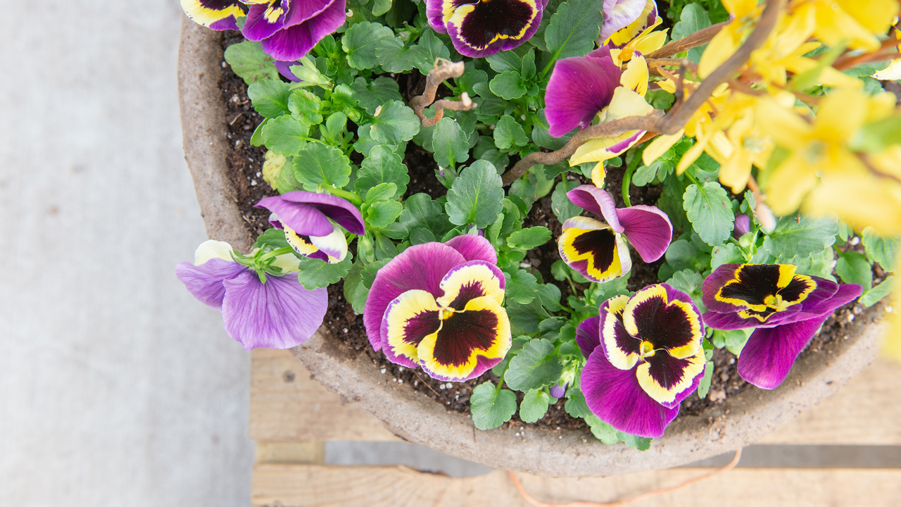 A How-To Guide: Prepping Your Pots for Spring Planting