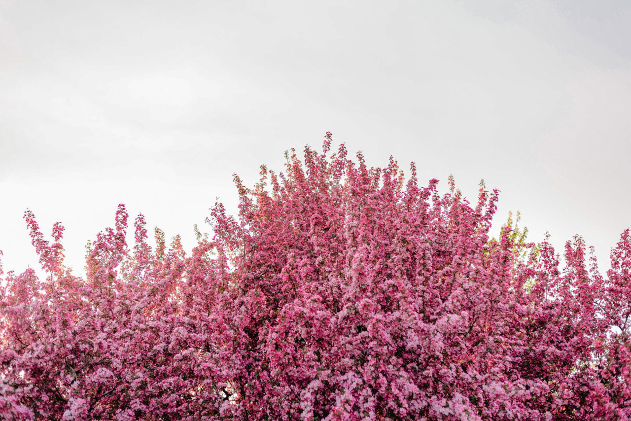 The Value of Flowering Trees - and How to Pick the Right One