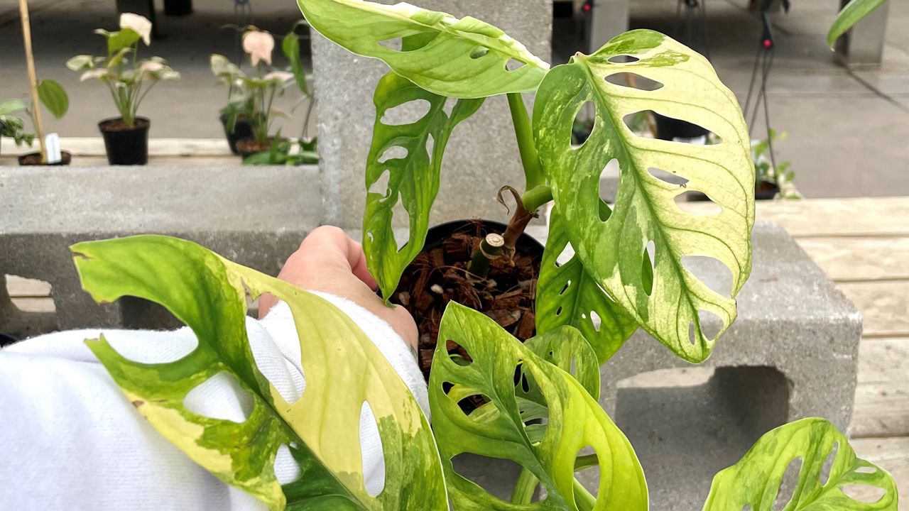 Monstera Care Guide | Plant Guides | Mulhall's