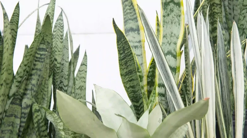 Sansevieria Post | Mulhalls