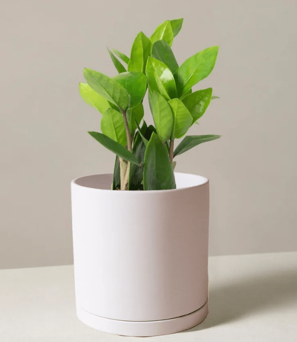 Current Promotions Garden And Plant Sales Mulhall's