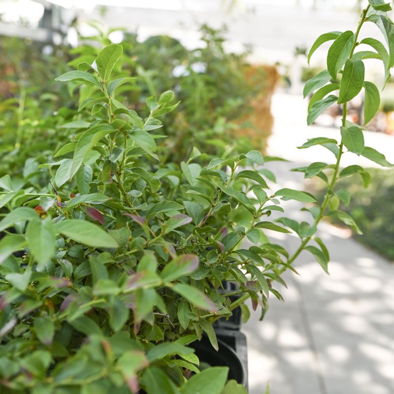 Small Fruits | Mulhall's