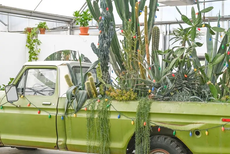 Cactus Truck | Mulhalls