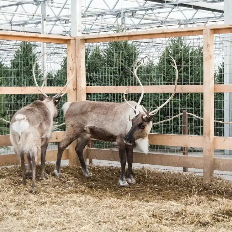 Reindeer Mulhalls garden and Home