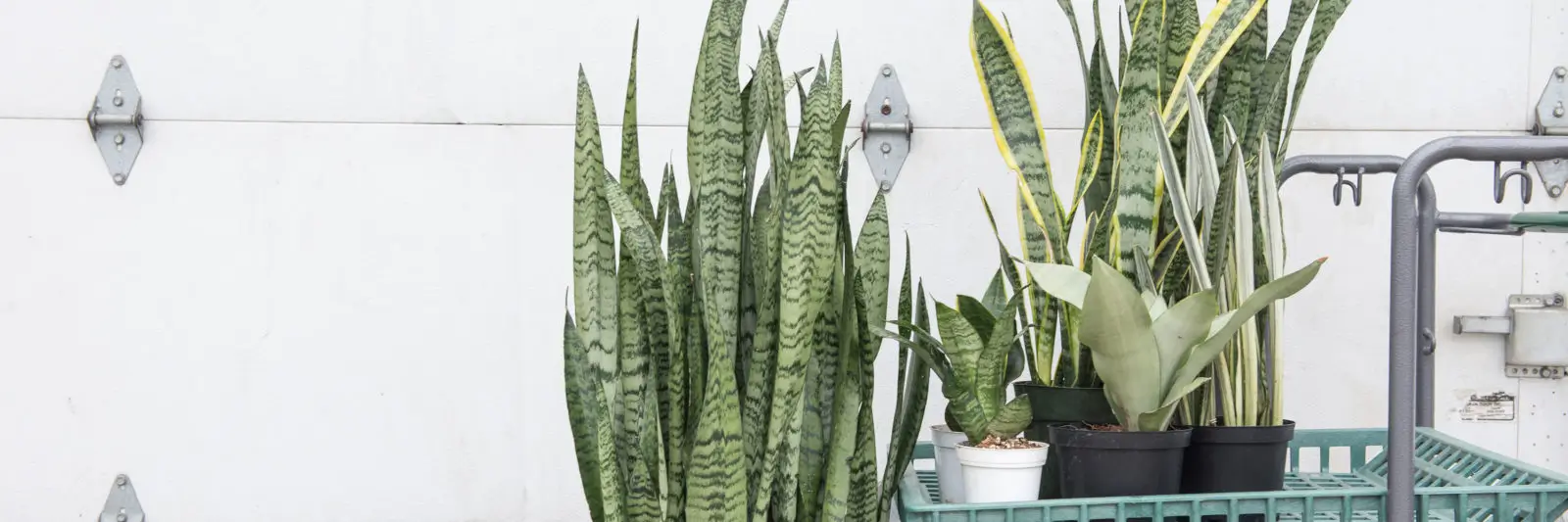 Sansevieria Hero | Mulhalls