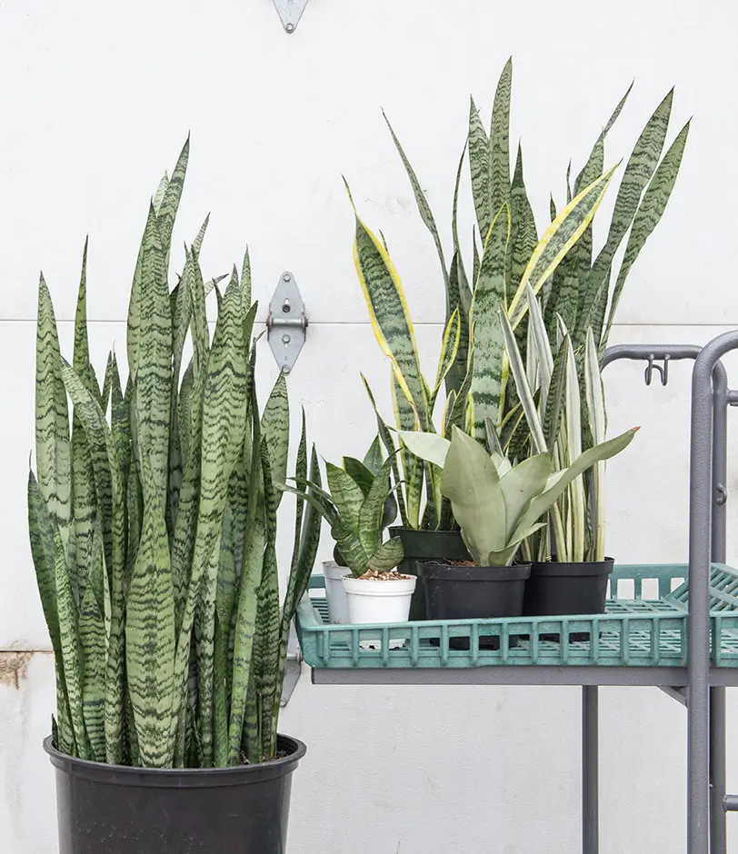 Sansevieria | Mulhalls