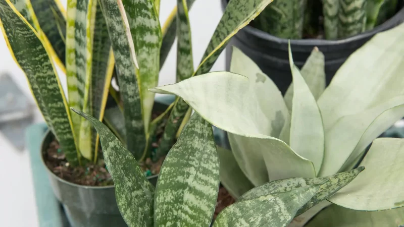 Sansevieria Post 1 | Mulhalls