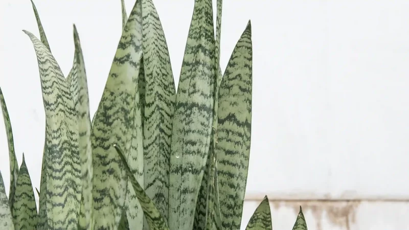 Sansevieria Post 6